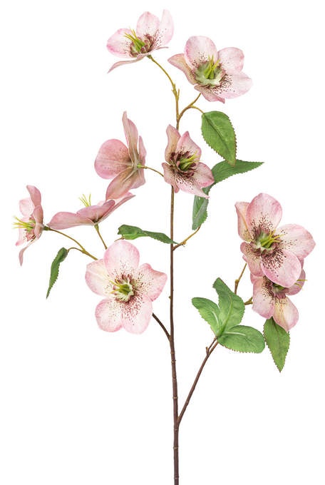 Christrosenzweig rosé/pink