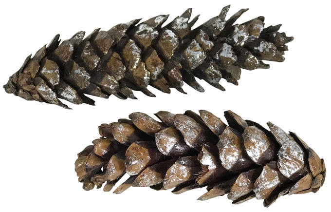 Pinie Box (24 St.) silber antik