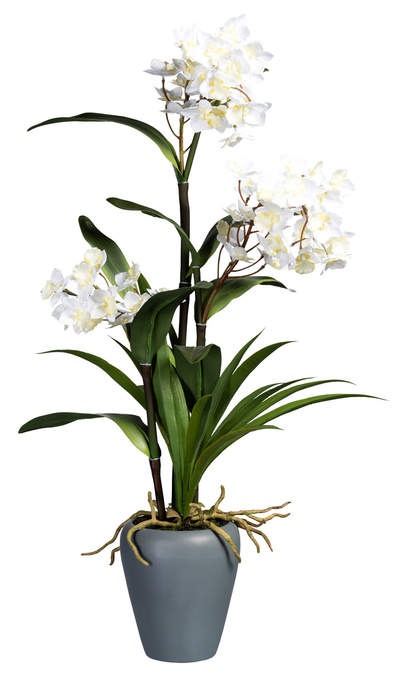 Dendrobie in Keramikvase weiß/grün